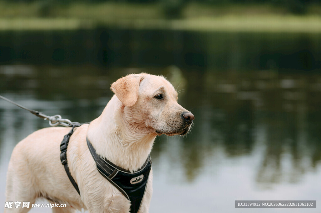 湖畔拉布拉多犬