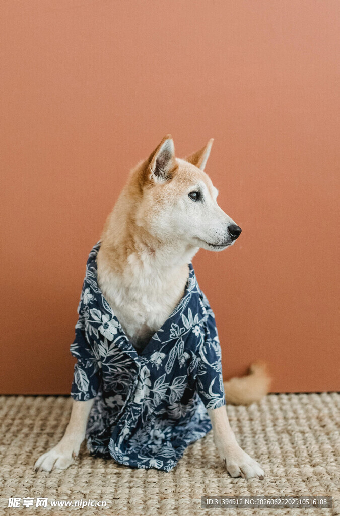 穿着花衣服的可爱柴犬