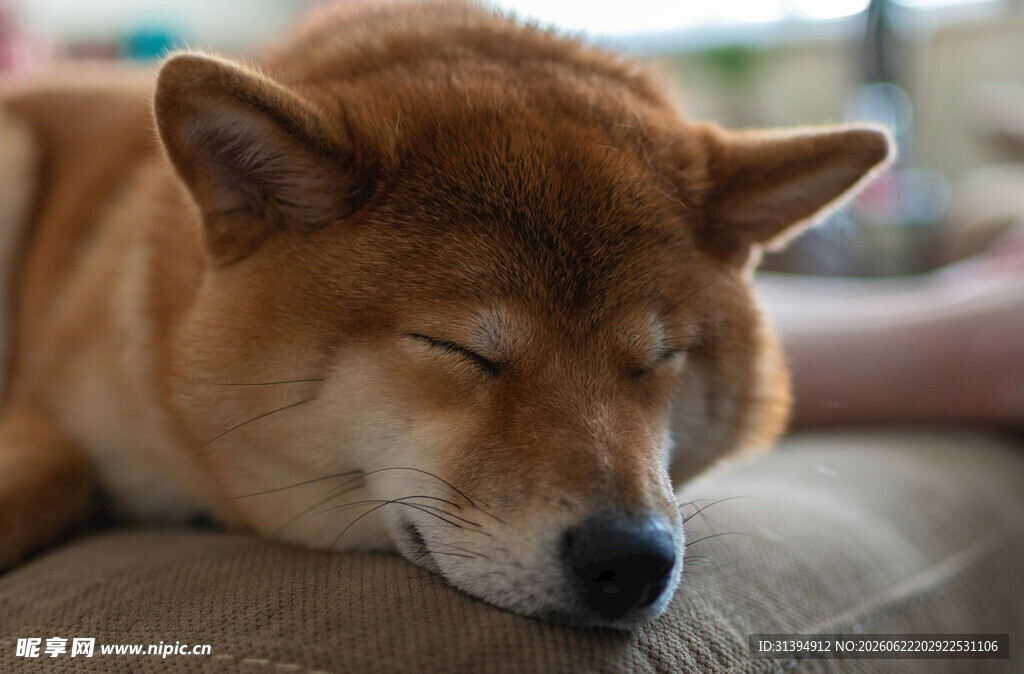 熟睡的柴犬