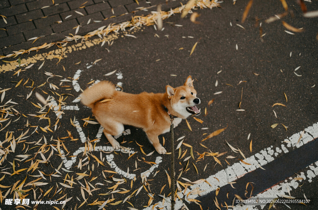 柴犬在落叶中玩耍