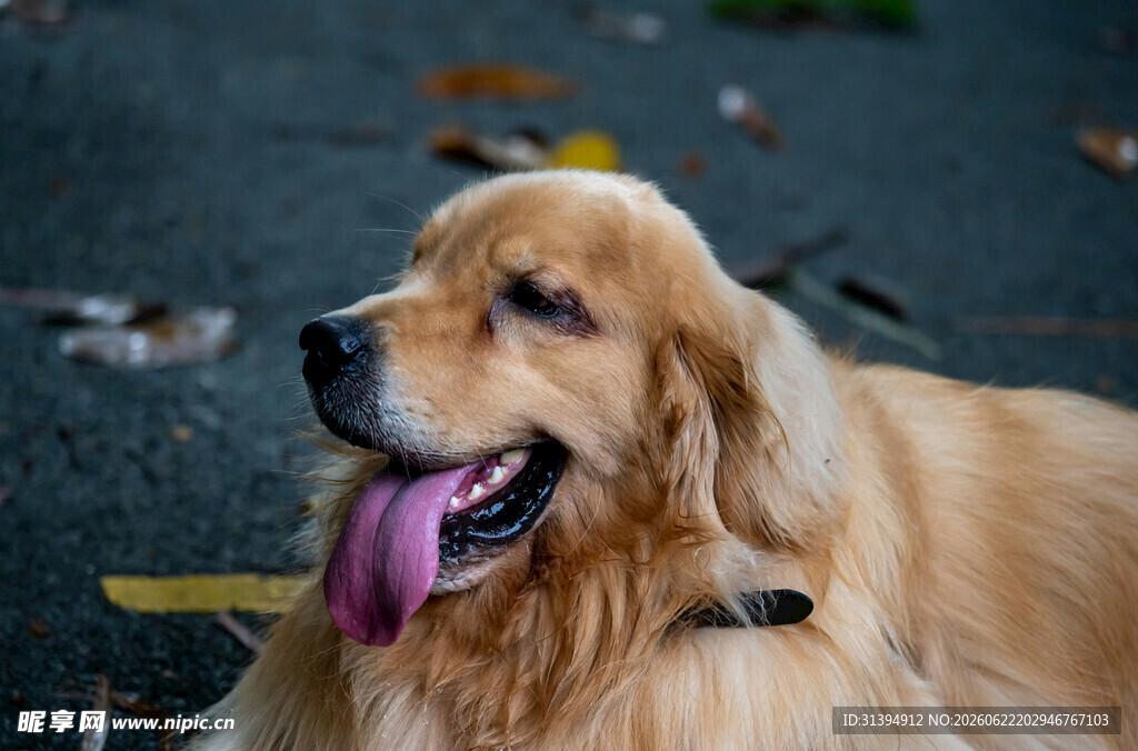 户外吐舌的金毛犬