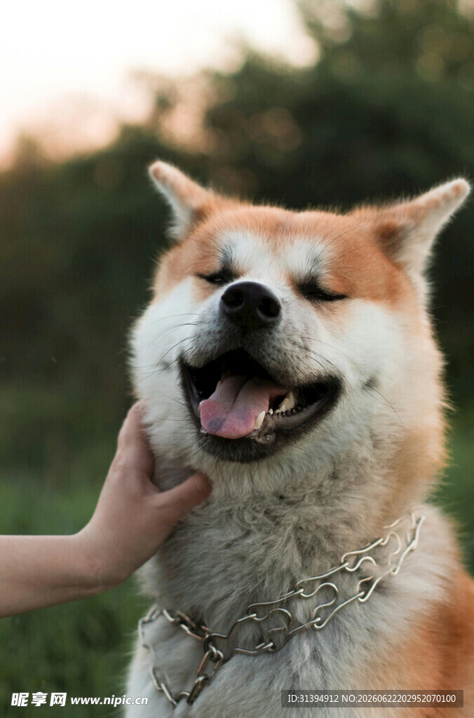 抚摸下开心的柴犬