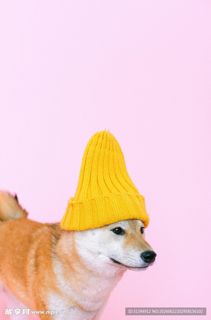 戴黄帽的可爱柴犬