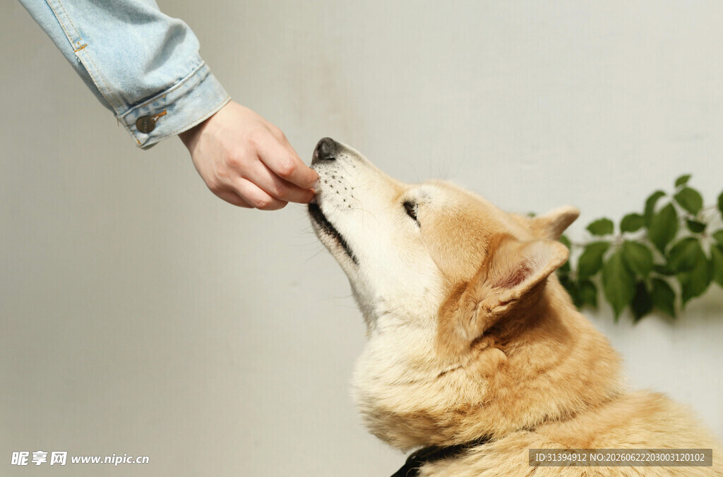 主人喂食可爱柴犬