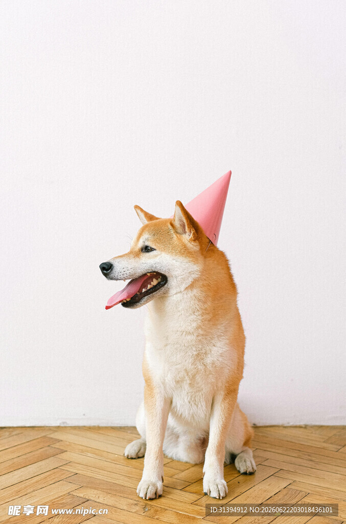 戴粉帽的开心柴犬