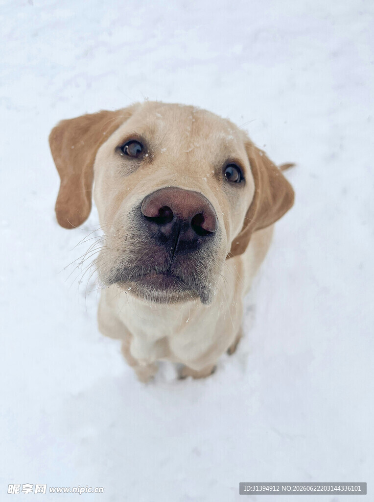 雪地中的可爱拉布拉多犬