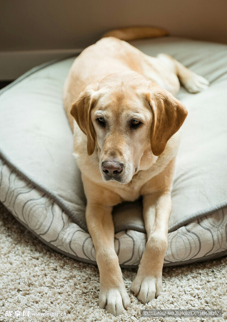 趴在垫子上的金毛犬