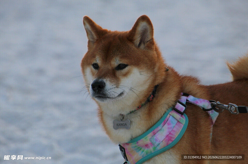 雪地中的可爱柴犬