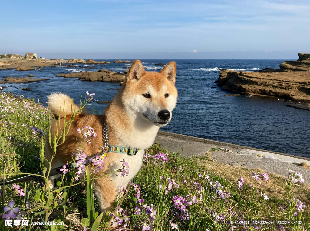 海边花丛中的可爱柴犬