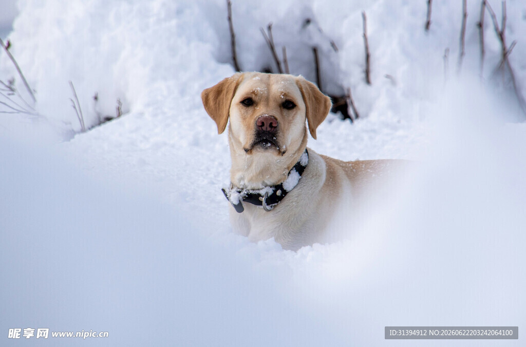 雪地中的可爱拉布拉多犬