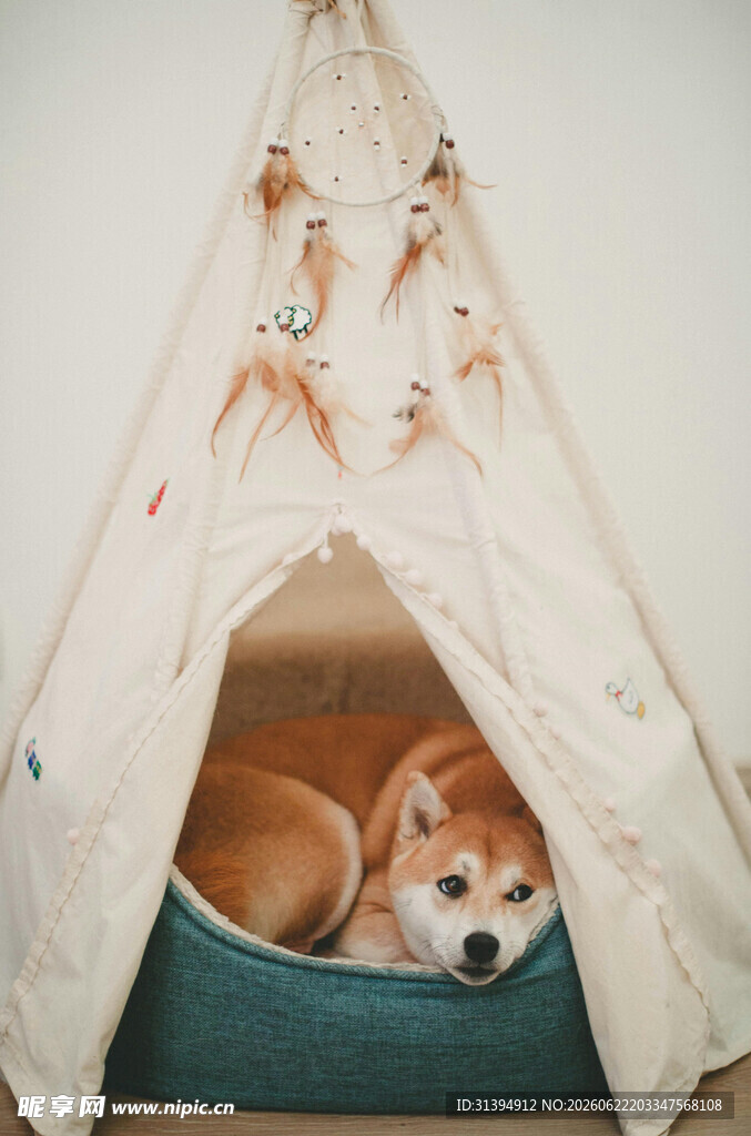 柴犬惬意躺于帐篷内