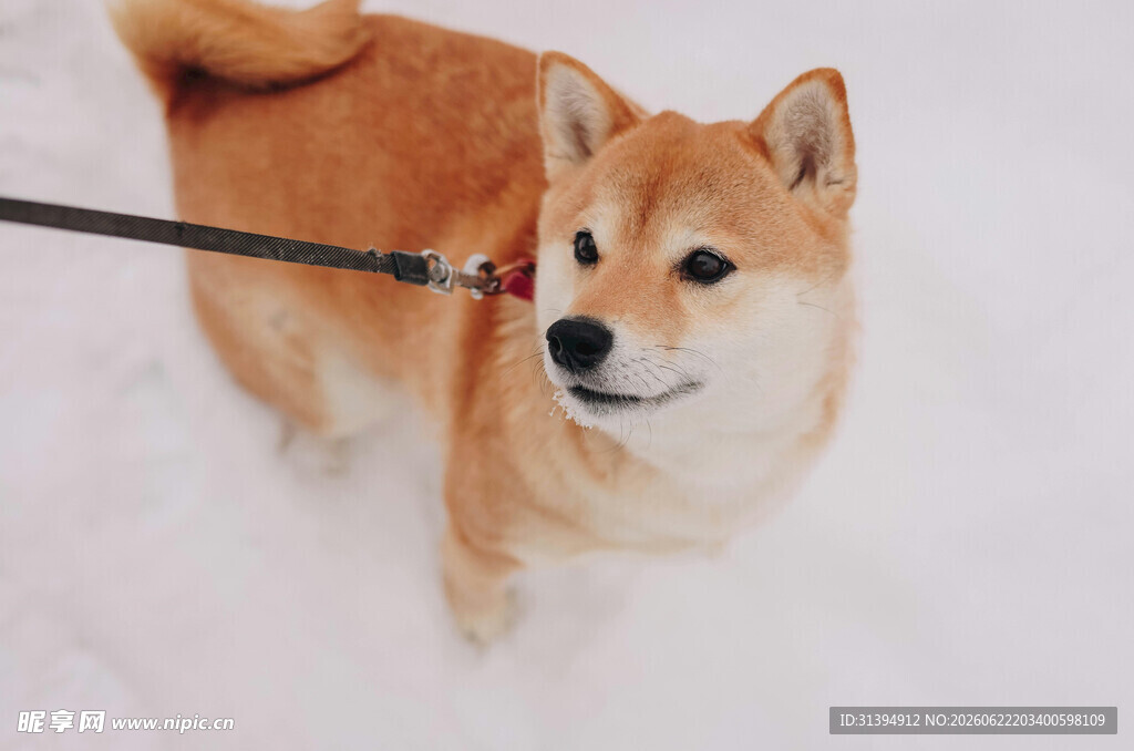 雪地中被牵引的可爱柴犬