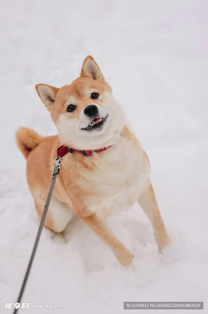 雪地中被牵引绳拴着的柴犬