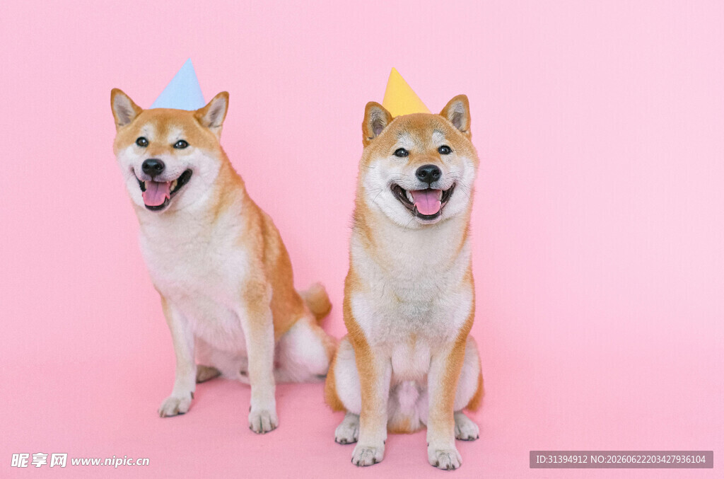 戴帽柴犬的可爱瞬间