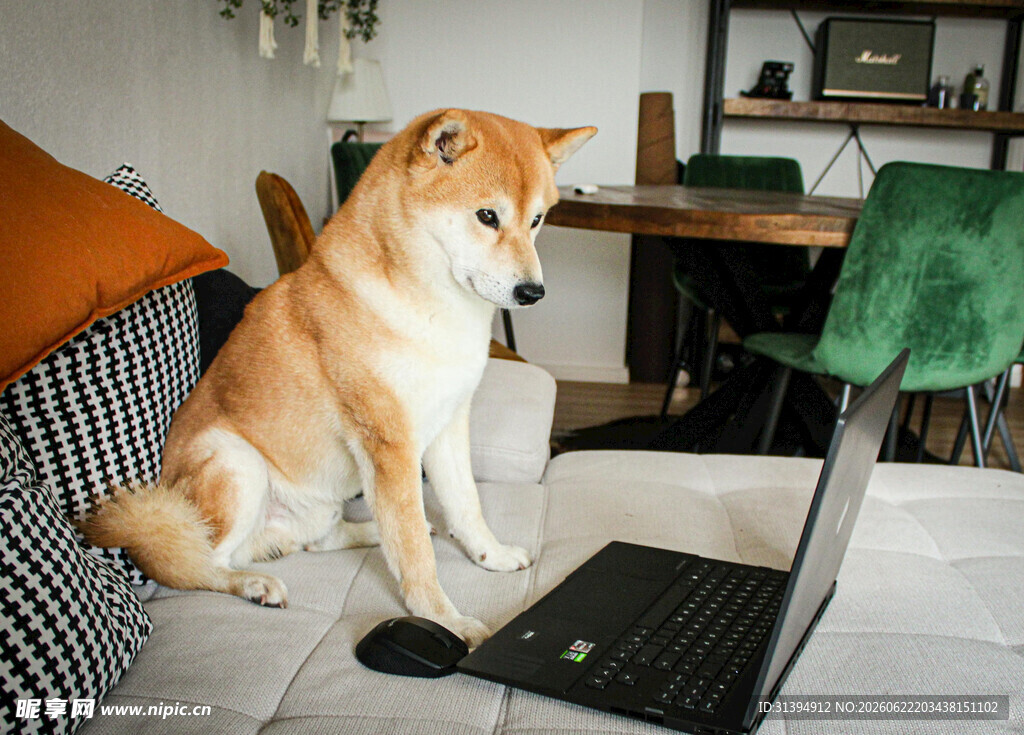 柴犬好奇注视笔记本电脑