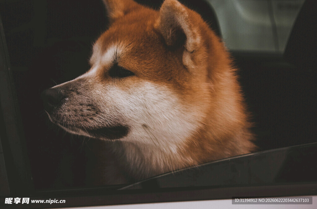 窗边的秋田犬
