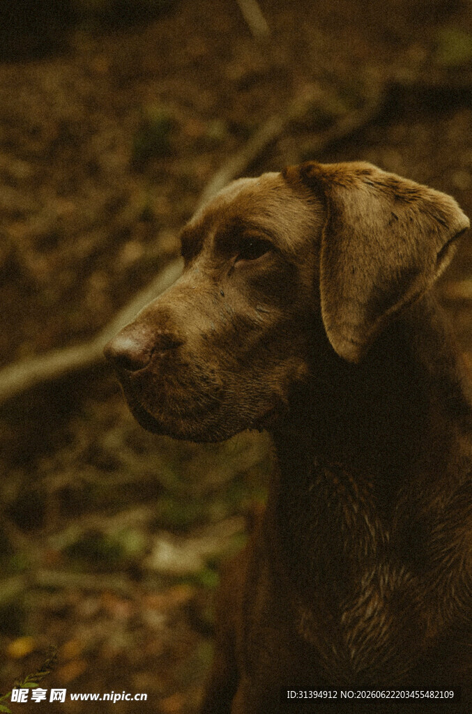 林间棕色犬的静谧侧影