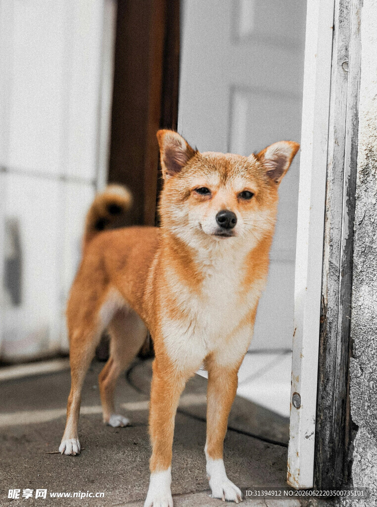 门口站立的可爱柴犬
