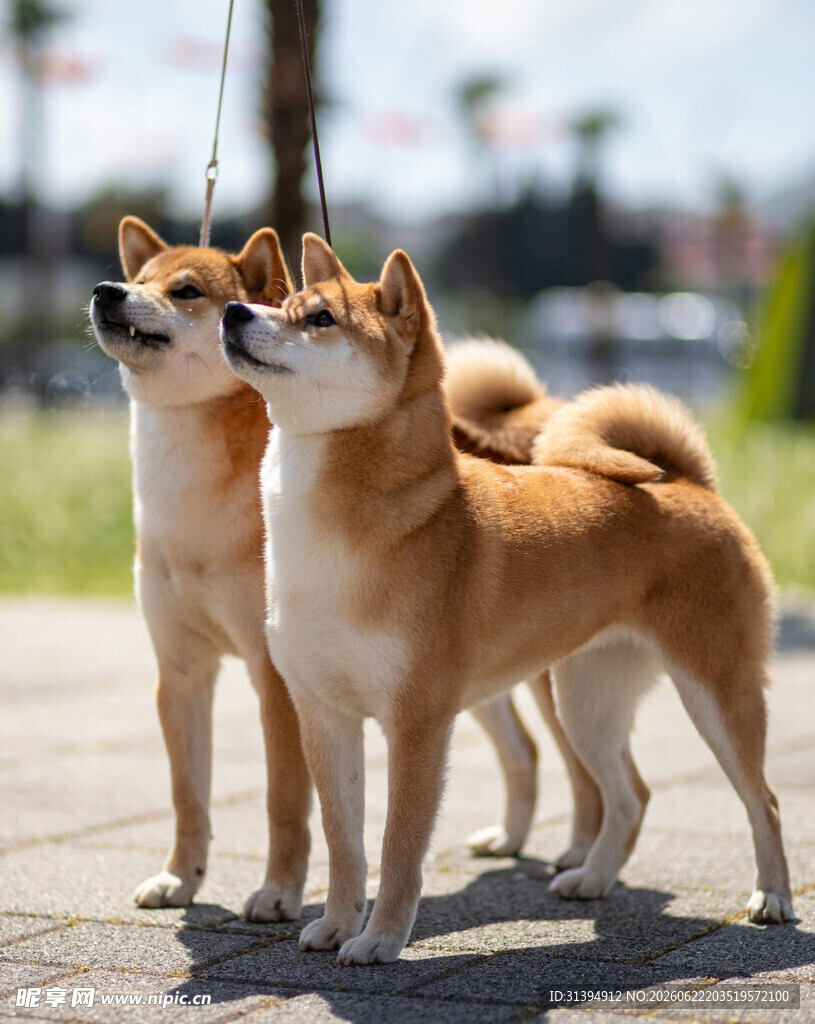 两只可爱柴犬户外站立