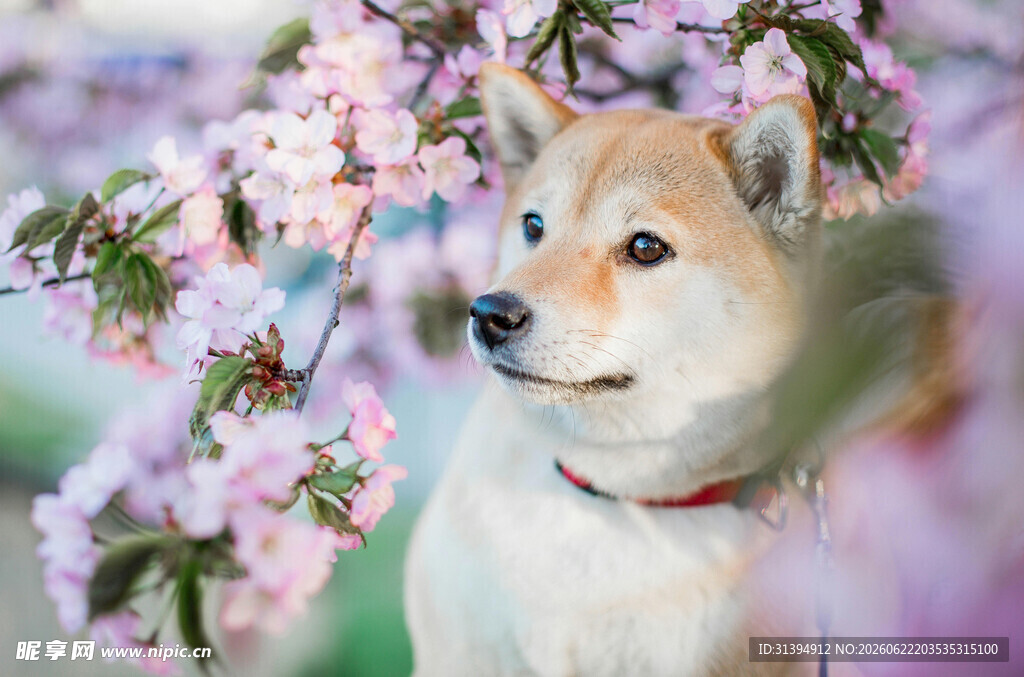 樱花下的可爱柴犬