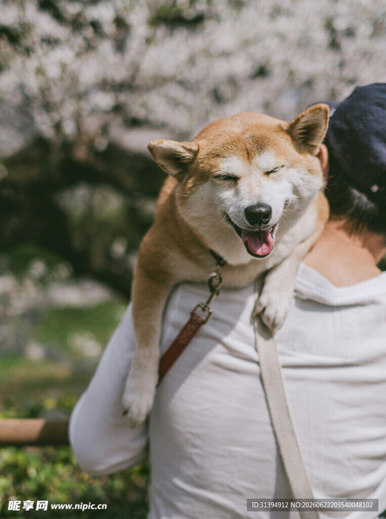肩头萌犬春日美好瞬间