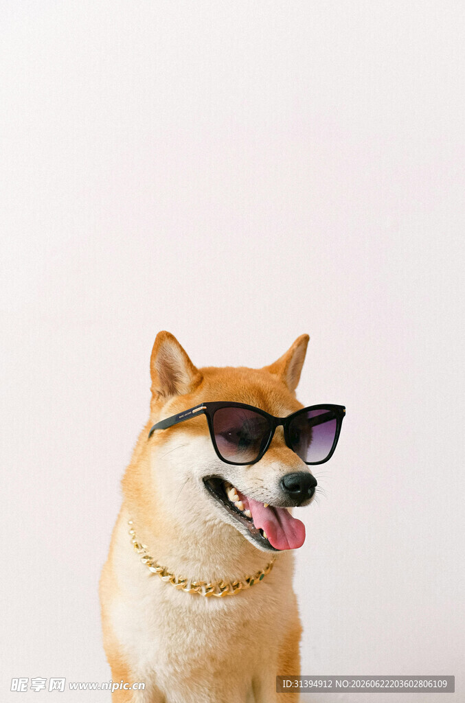 戴墨镜的俏皮柴犬