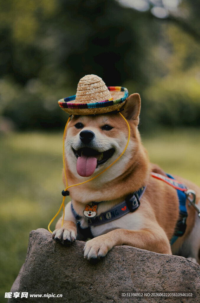 戴帽柴犬惬意趴坐