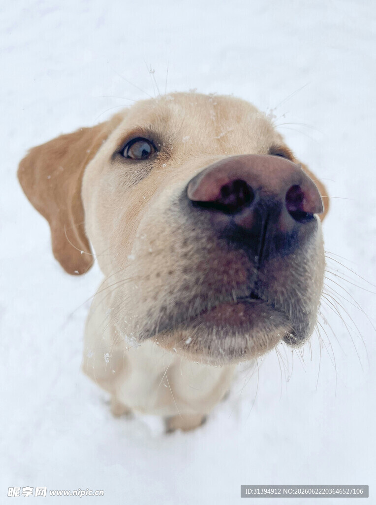 雪地中的可爱拉布拉多犬