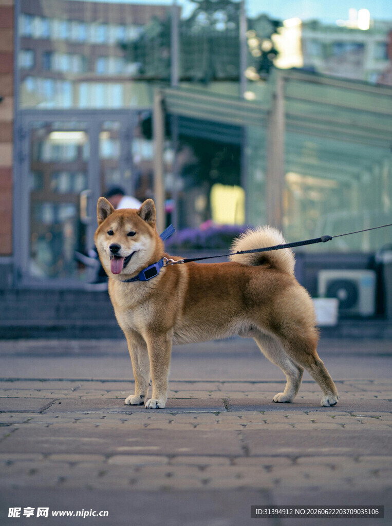 街头可爱站立的柴犬