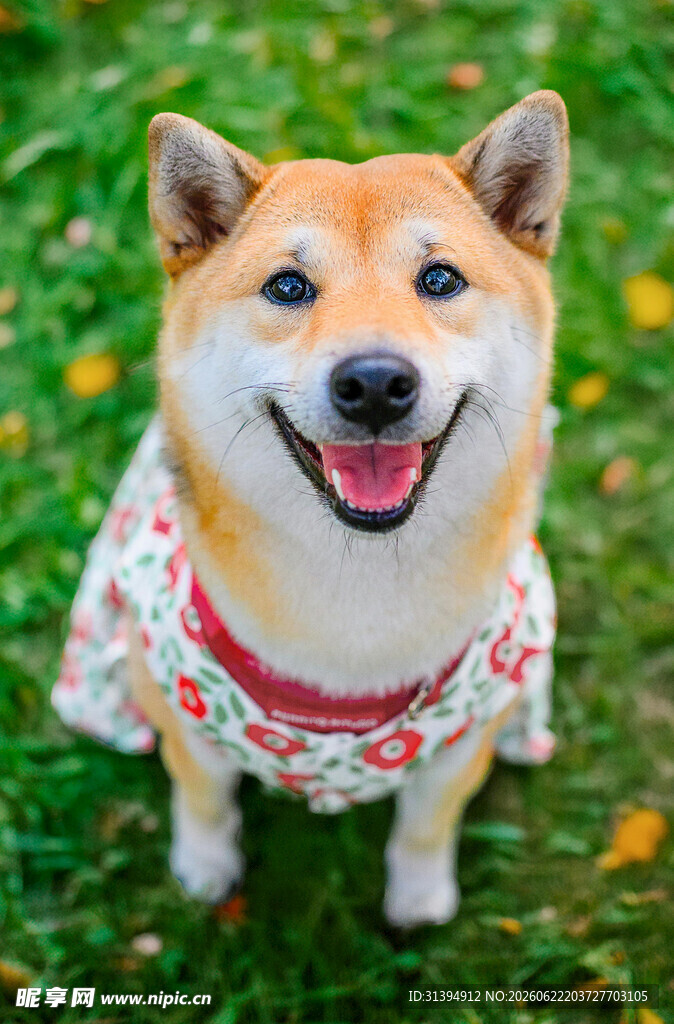 穿花衣的开心柴犬