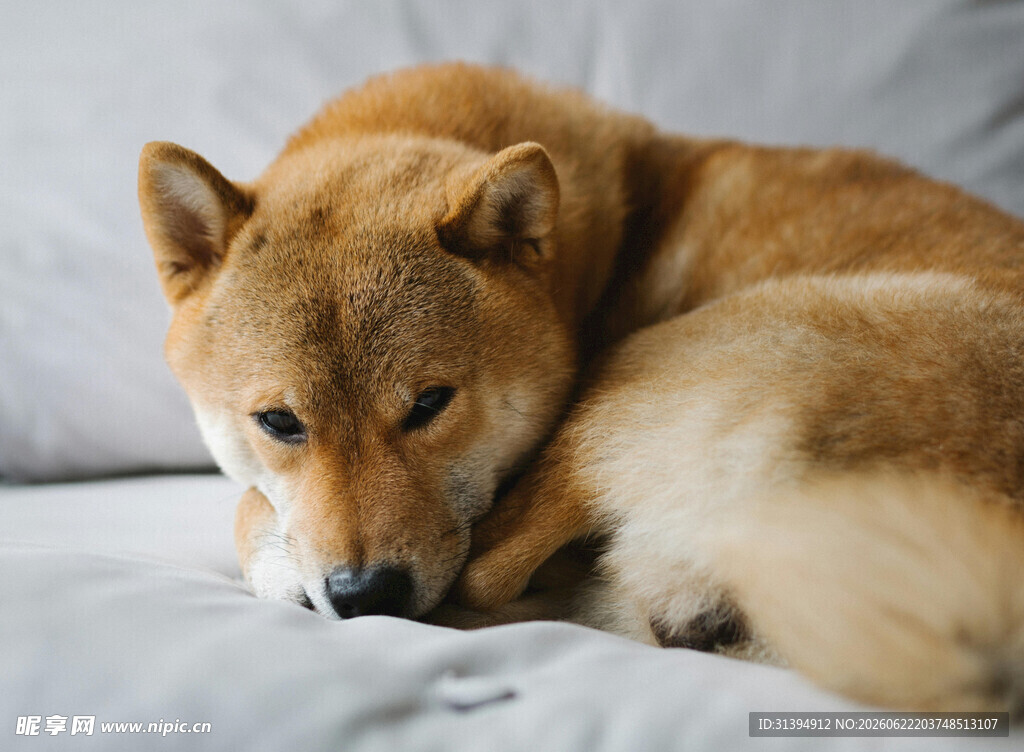 趴着的柴犬