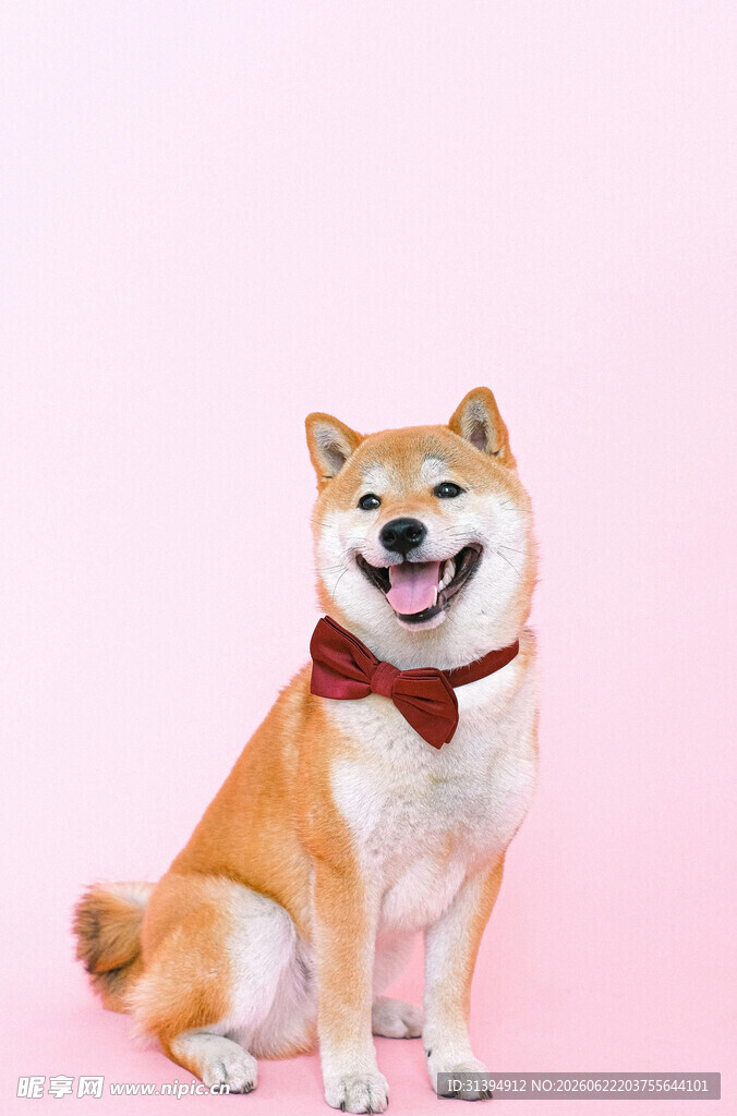 戴领结的可爱柴犬