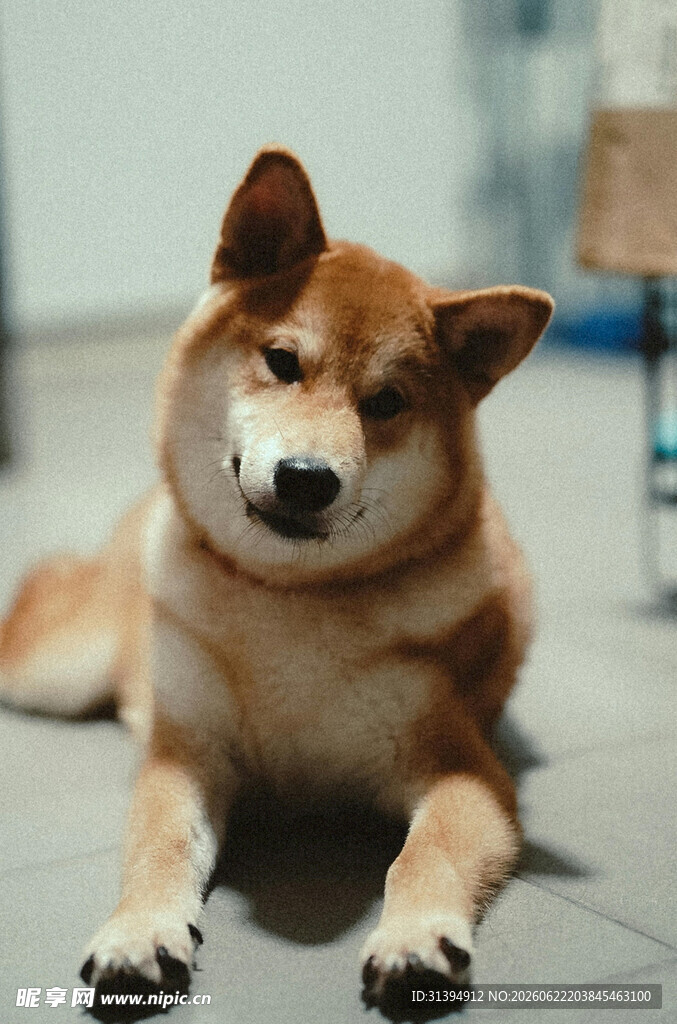 趴着的柴犬