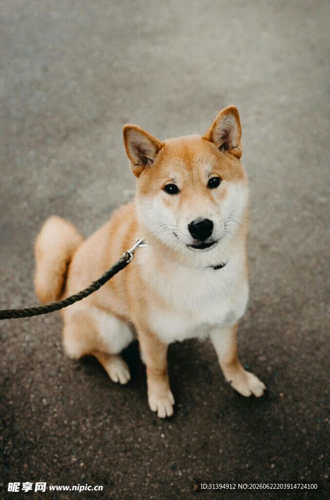 拴绳的柴犬蹲坐地面