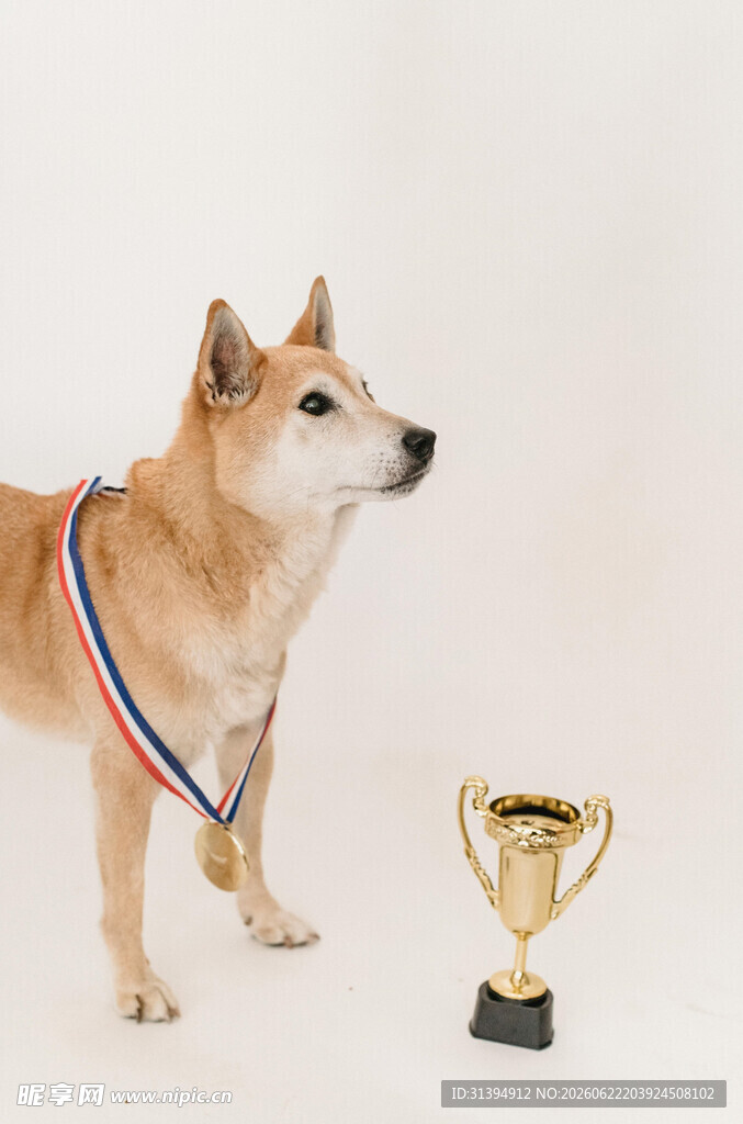 获奖柴犬与奖杯
