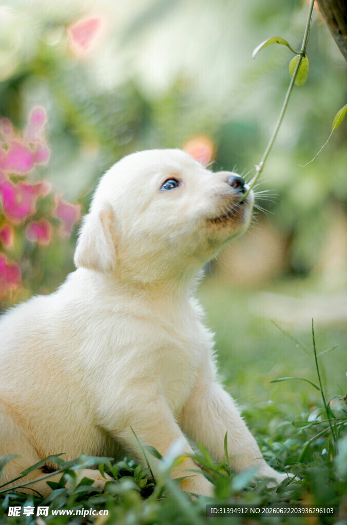 可爱幼犬嗅闻花草