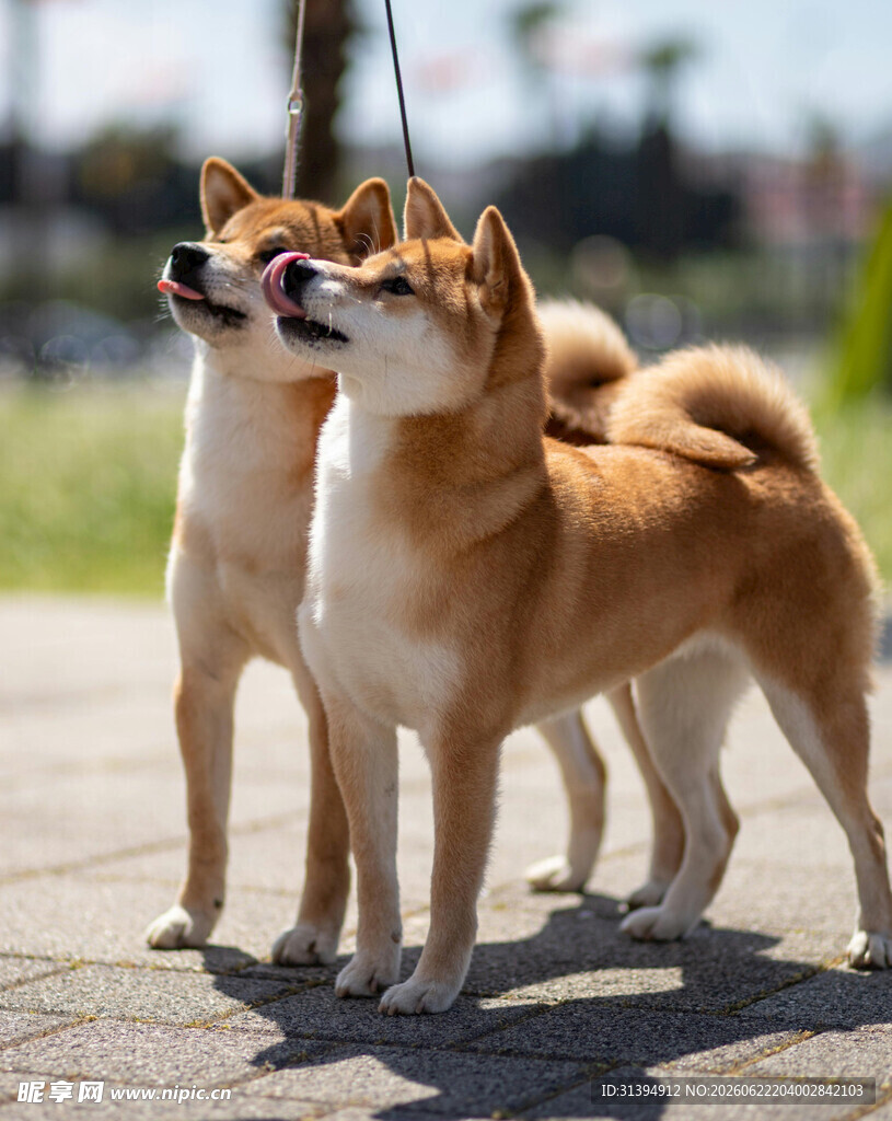 两只可爱柴犬户外站立