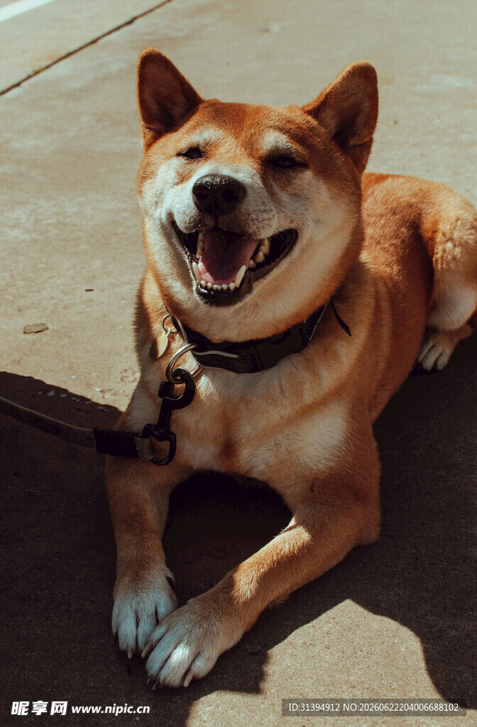 微笑的柴犬惬意趴地