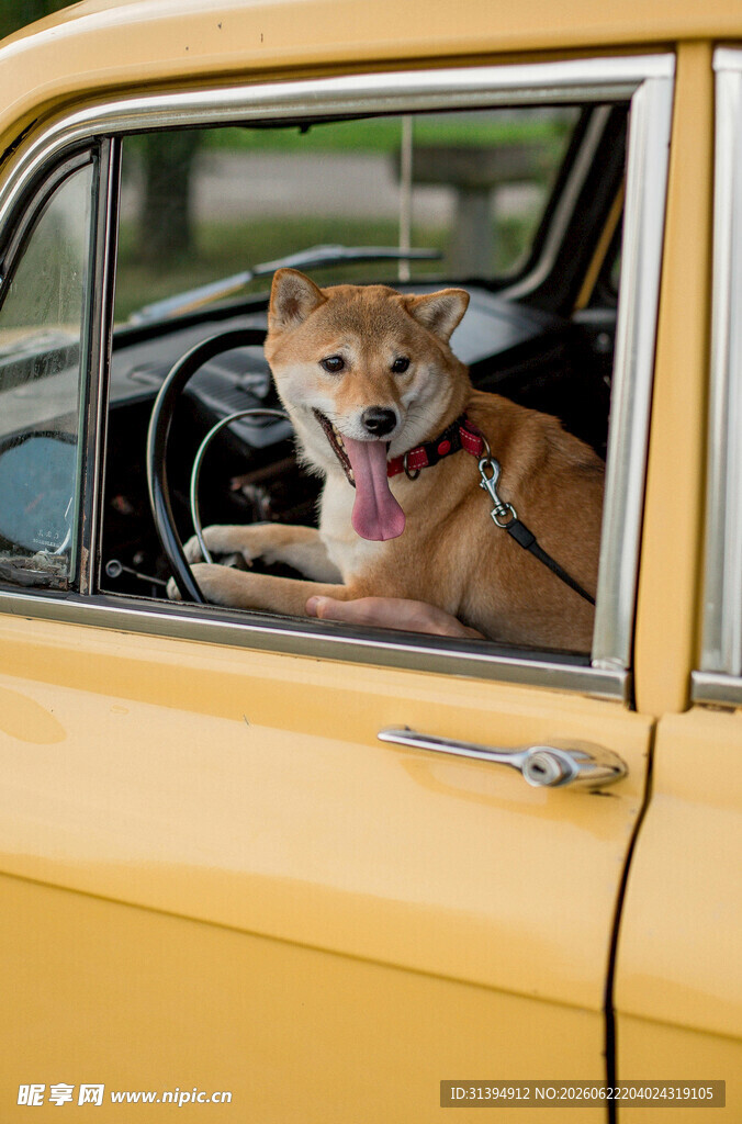 柴犬惬意探身黄色汽车外