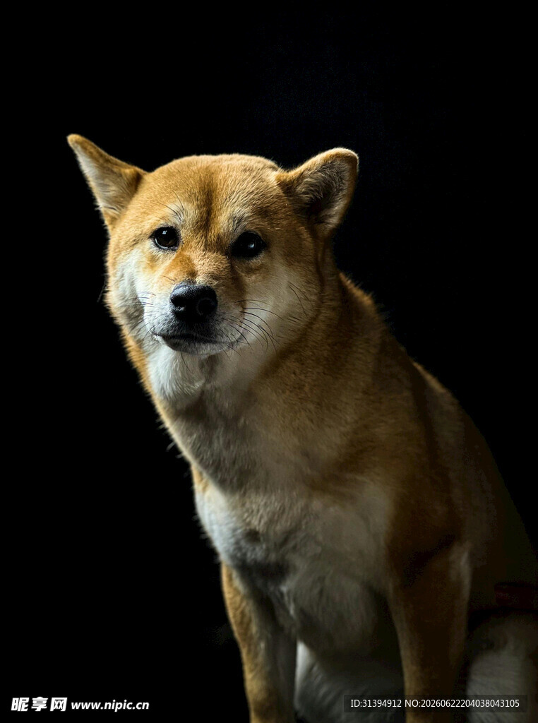 可爱柴犬特写
