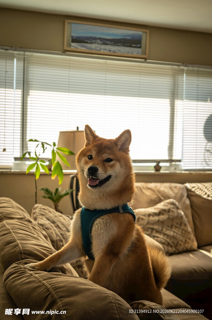 沙发上的可爱柴犬