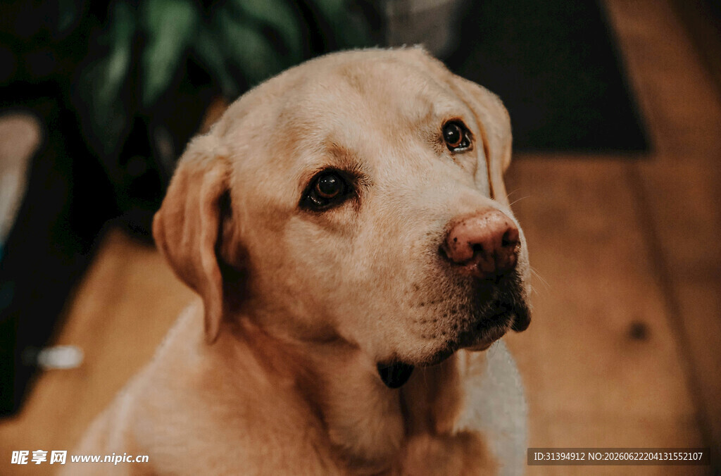 可爱拉布拉多犬