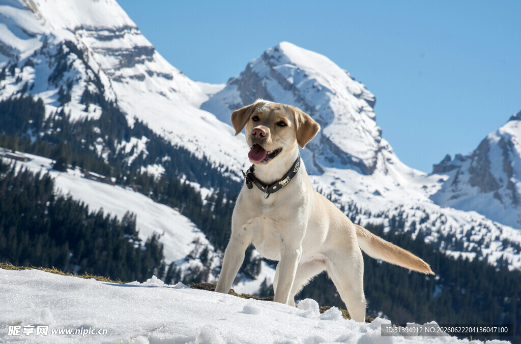 雪地中的快乐拉布拉多犬