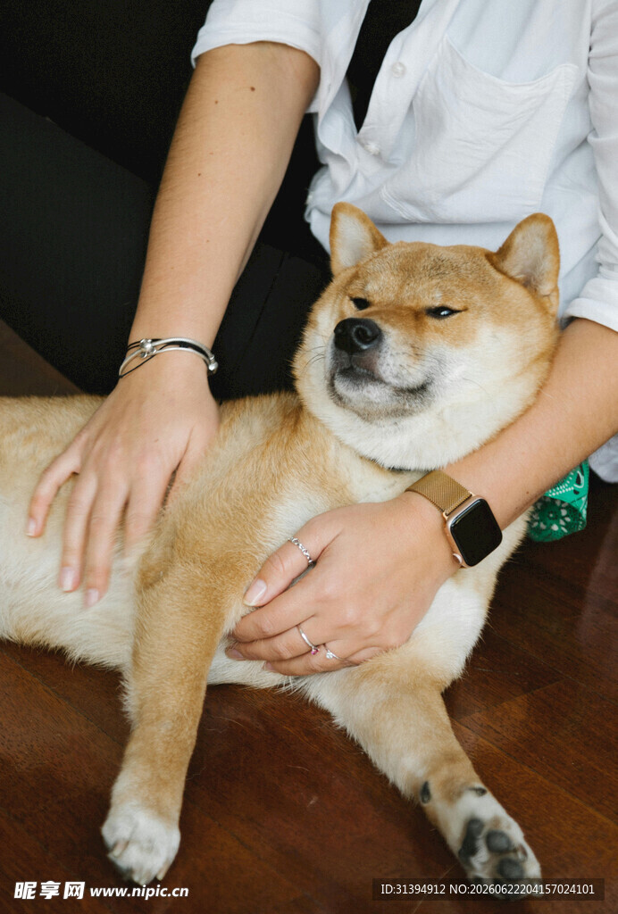 女子温柔抚摸惬意柴犬
