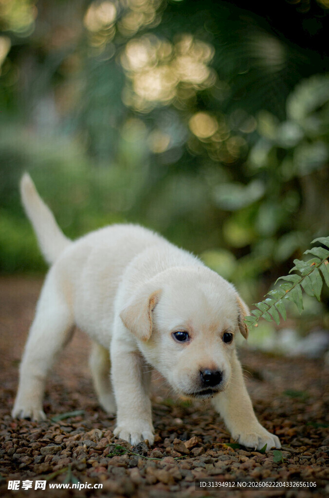 可爱小黄狗在户外玩耍