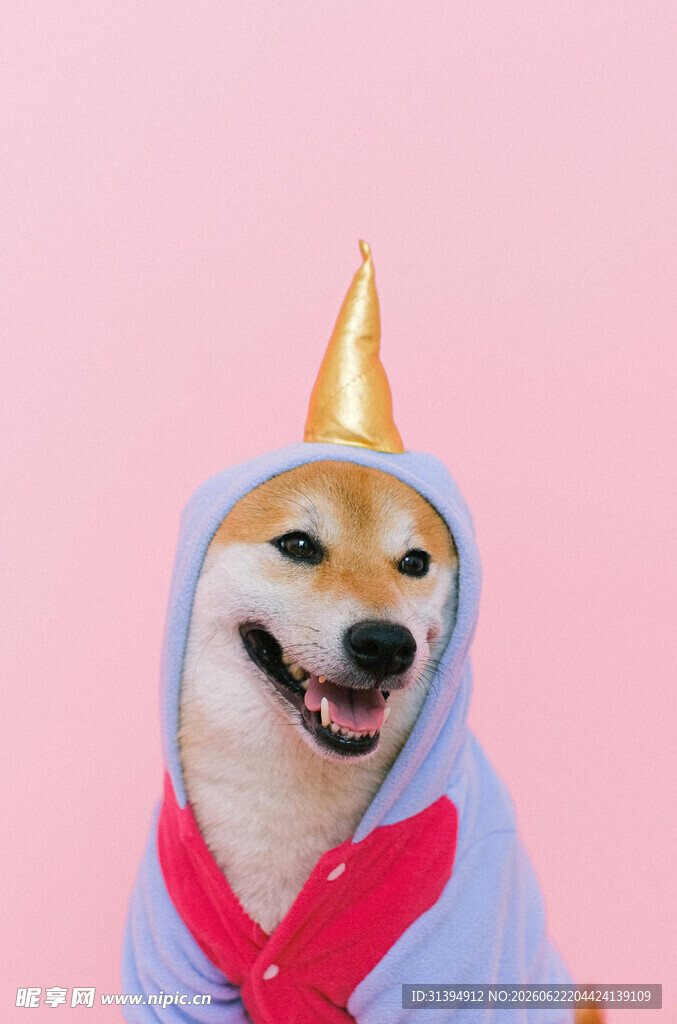穿独角兽装的开心柴犬