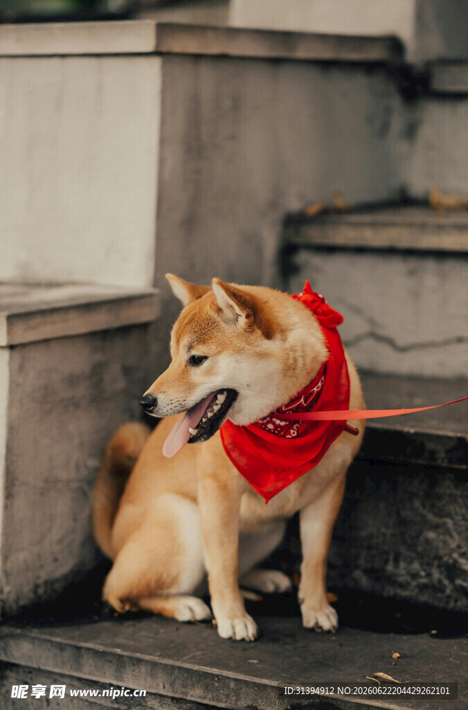 戴红围巾的柯基坐于台阶