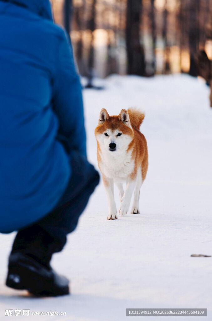 雪地中人与柯基的温馨瞬间