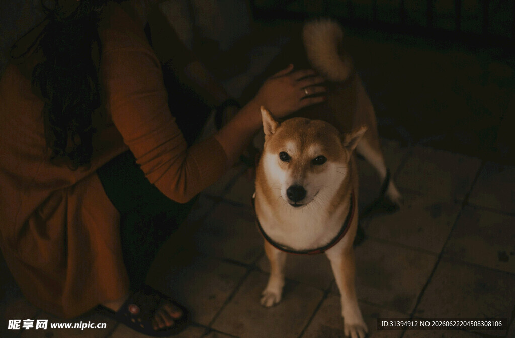 人与柴犬温馨互动瞬间
