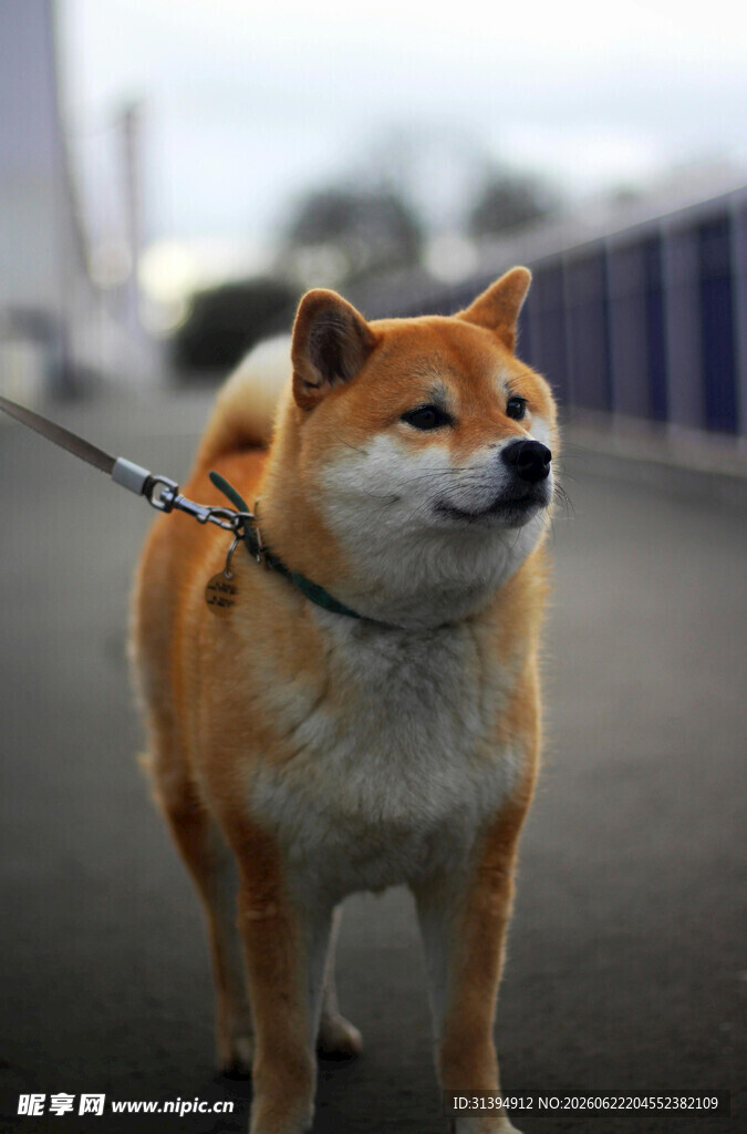 拴绳的柴犬